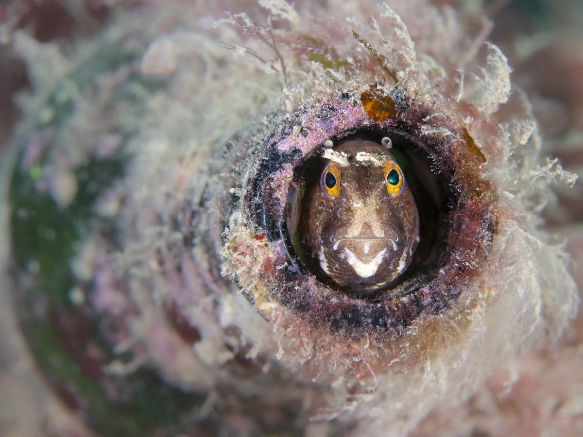 Bottled blenny by Kirsty Andrews