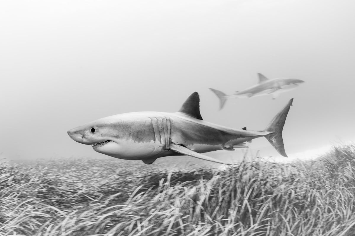 Underwater Photographer of the Year 2026 — legacy article image