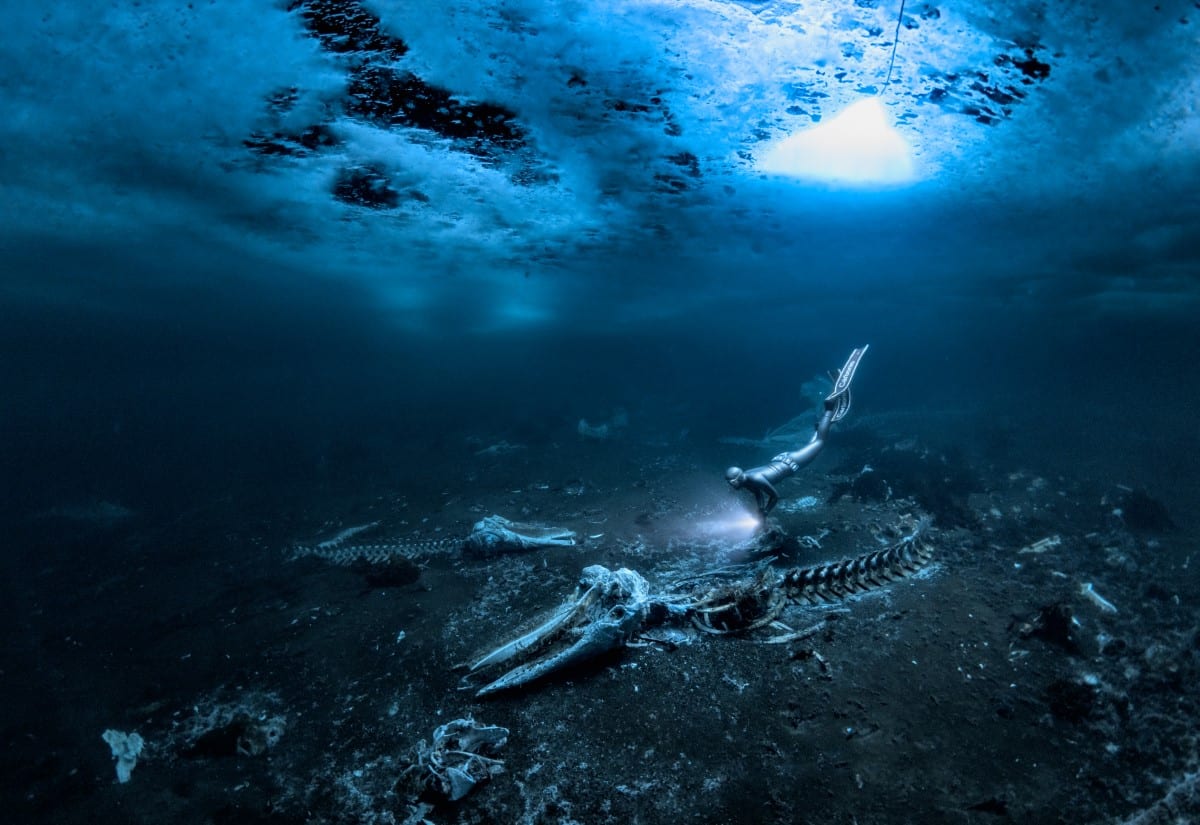 Underwater photographers 2026 — legacy Itmeo article image